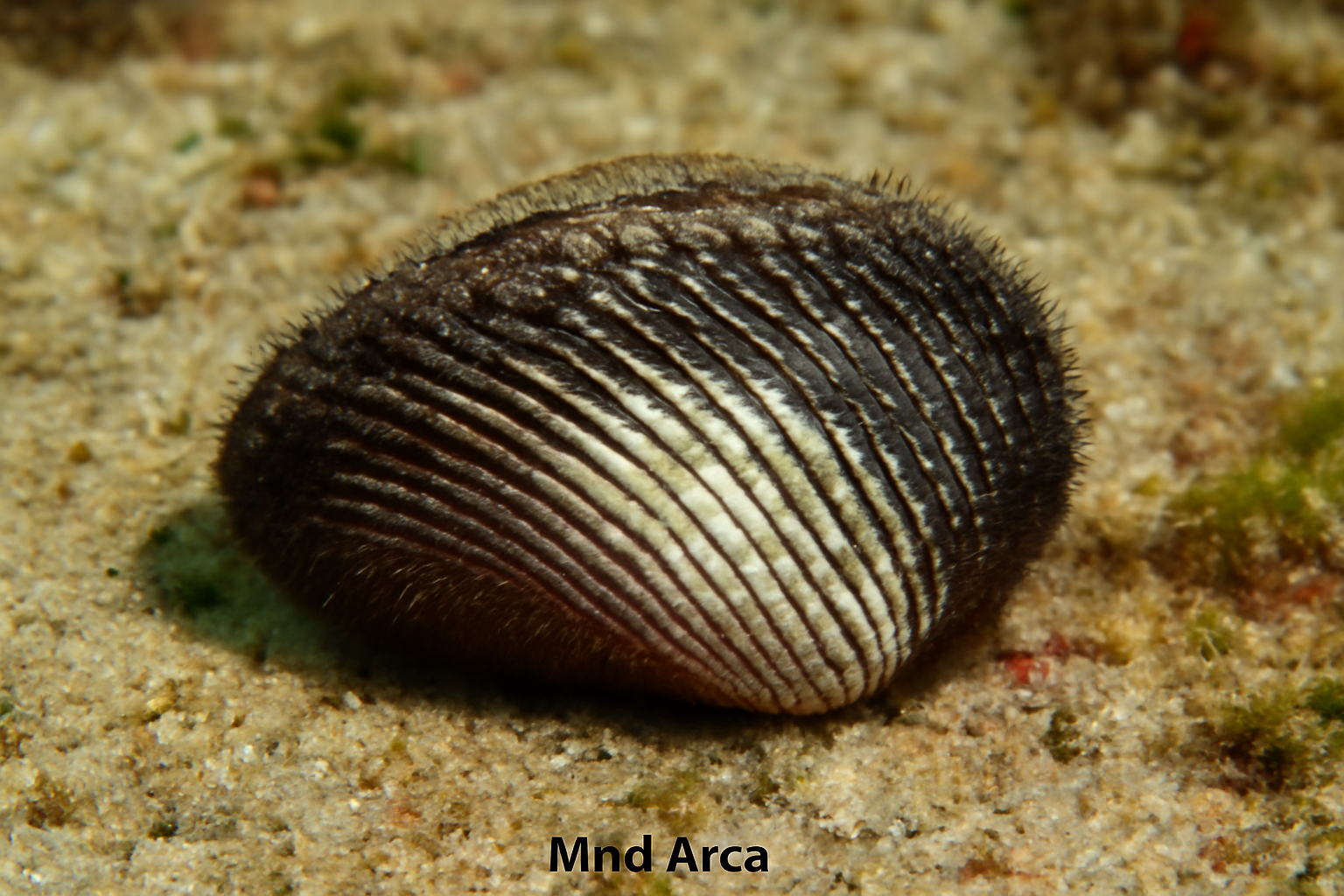 Mud Arca