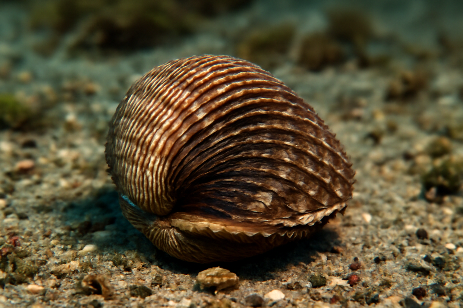 Pacific Ark Clam
