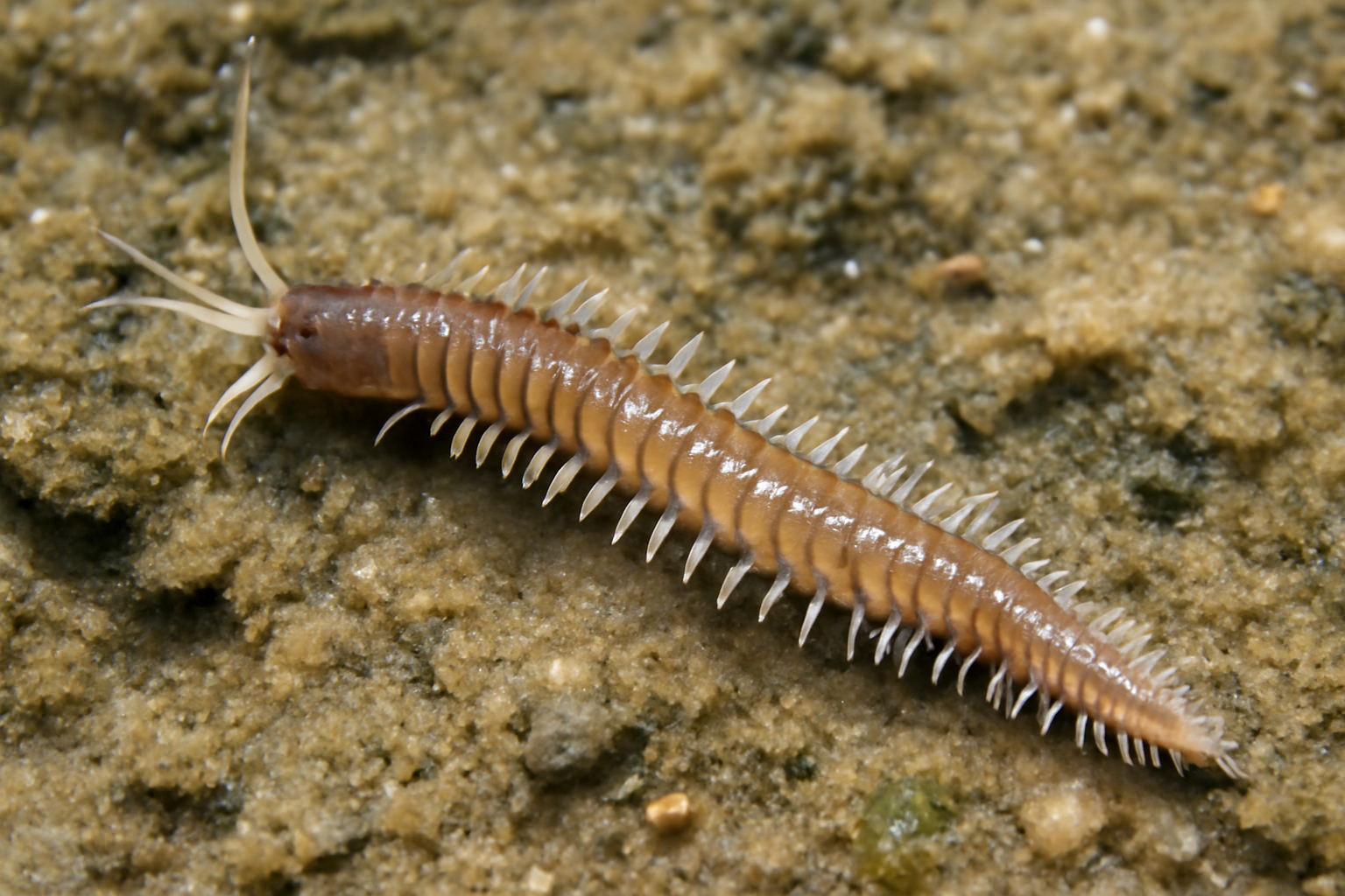 Eastern Mud Borer