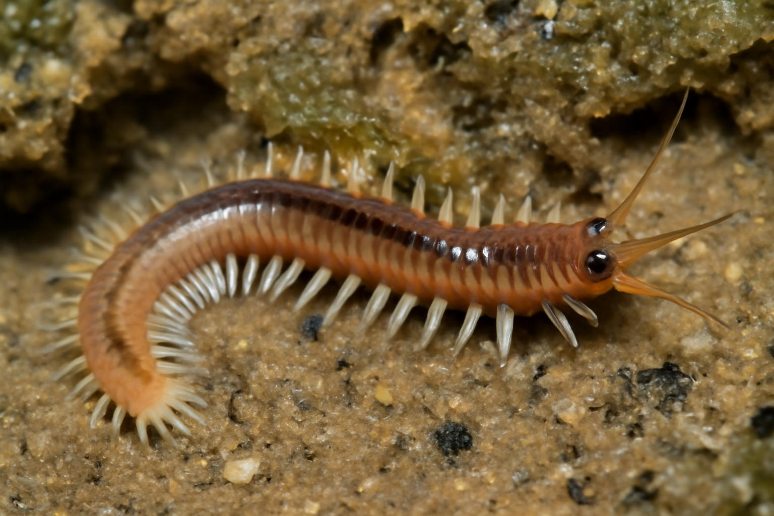 False Eastern Mud Borer