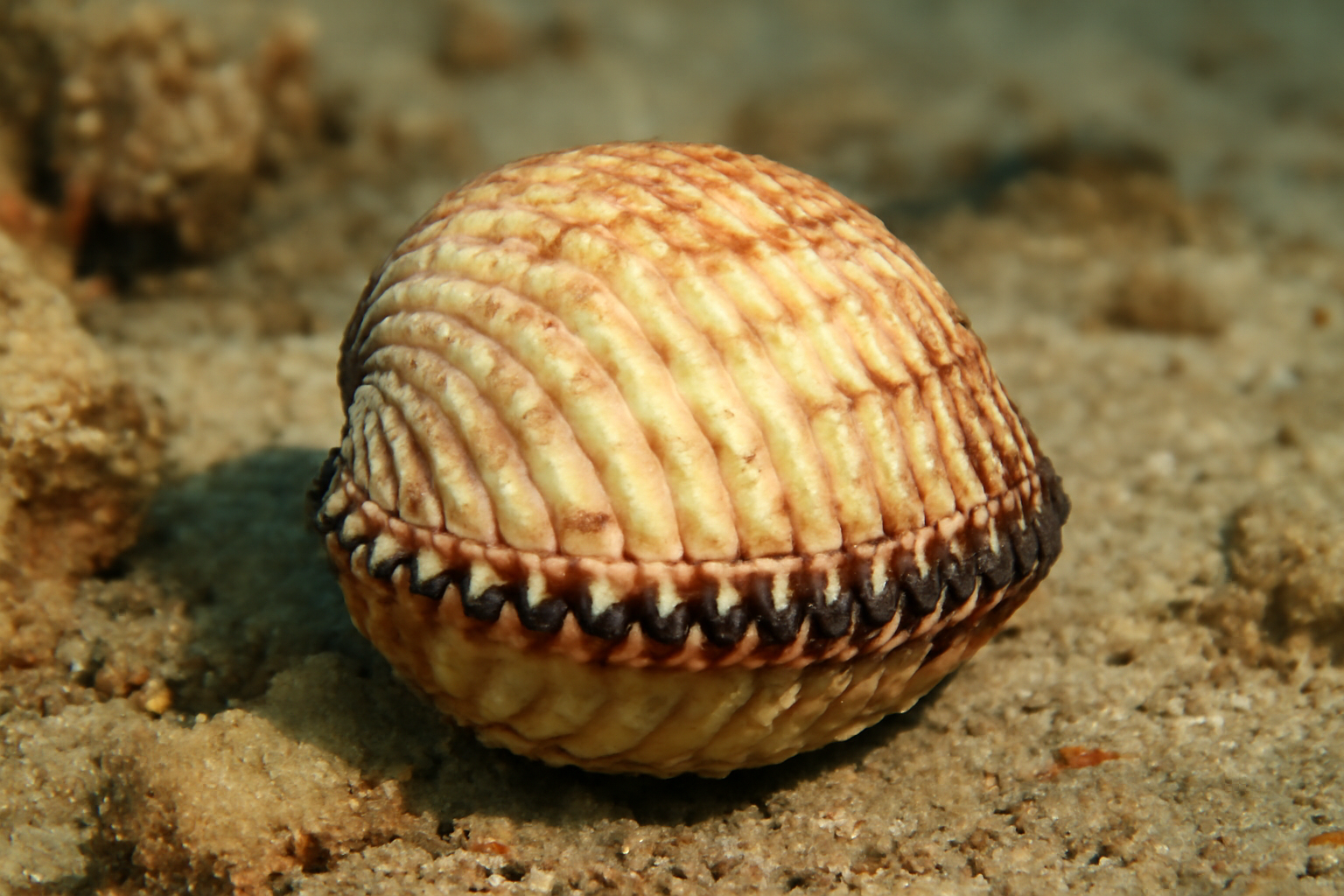 Thick Shell Blood Ark
