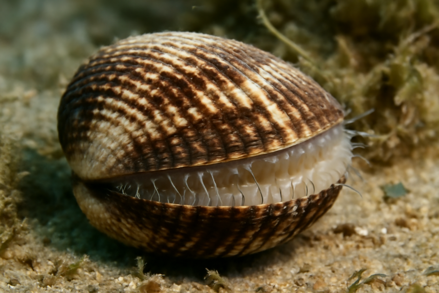 Noah's Ark Clam