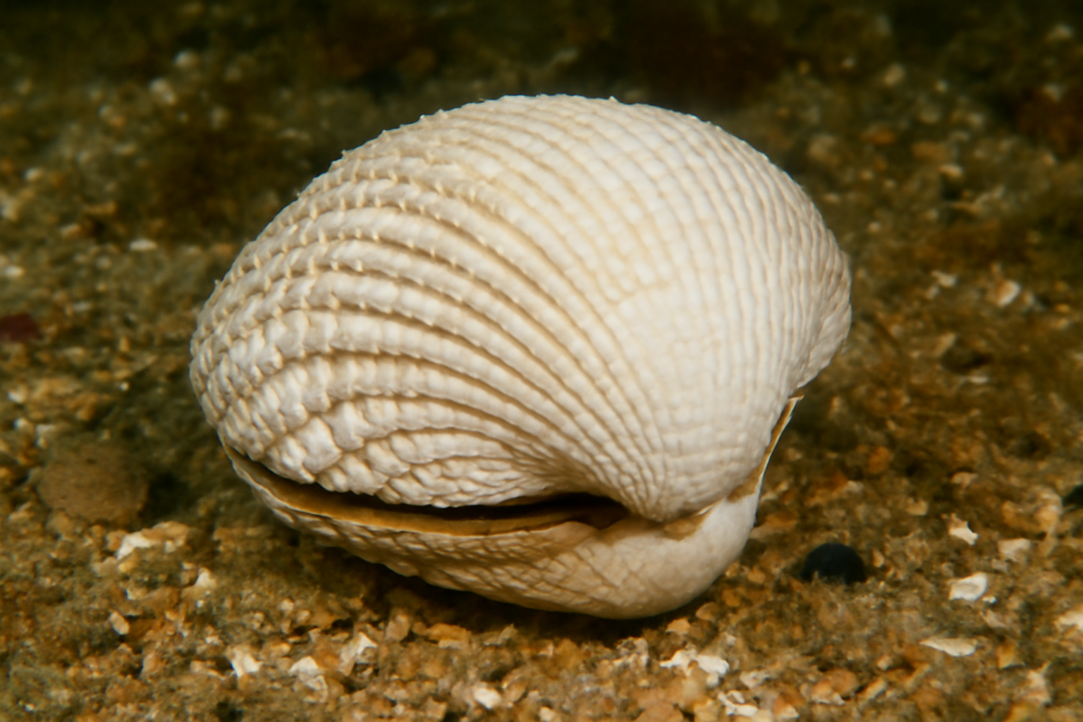 White Ark Clam