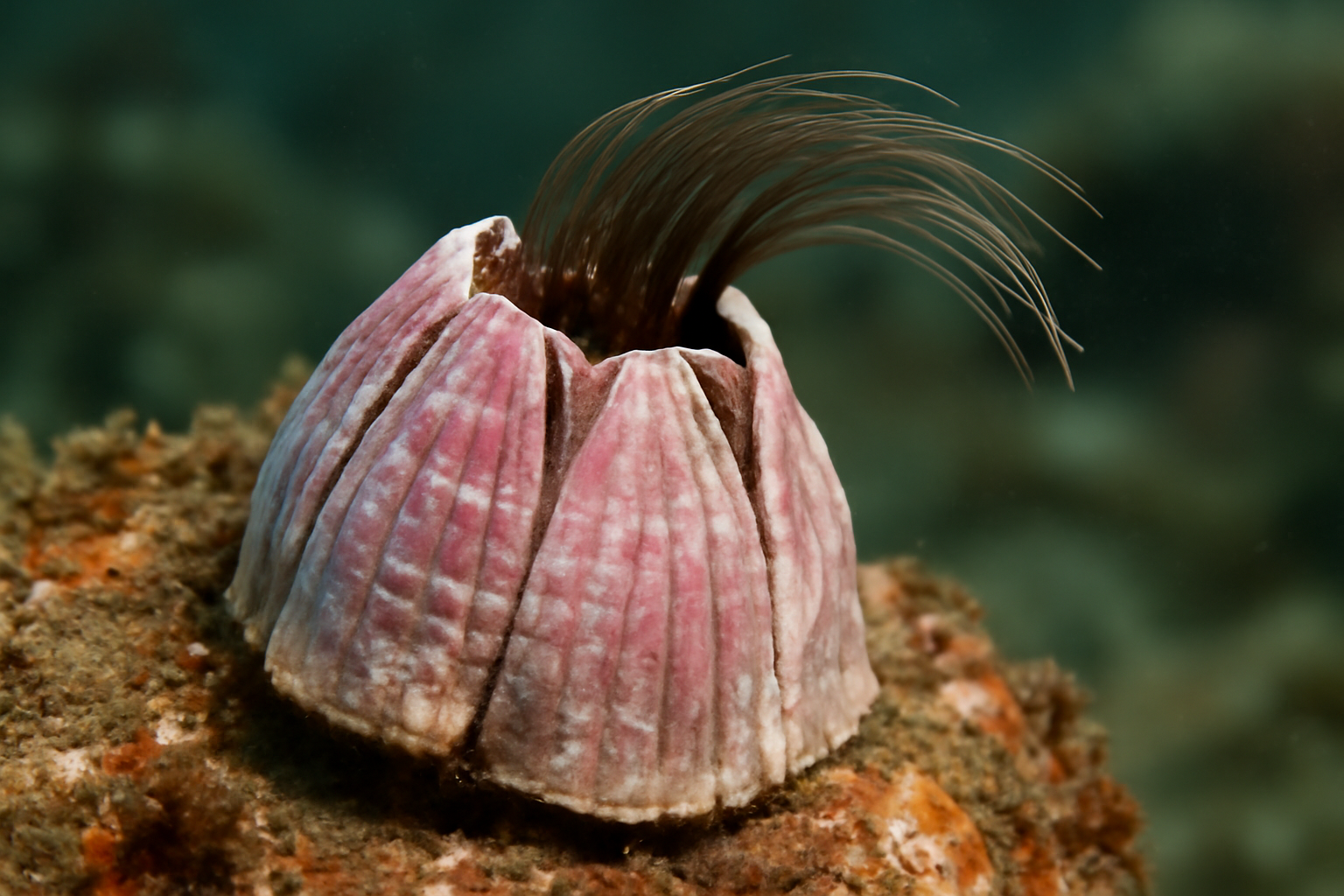 Southern giant barnacle
