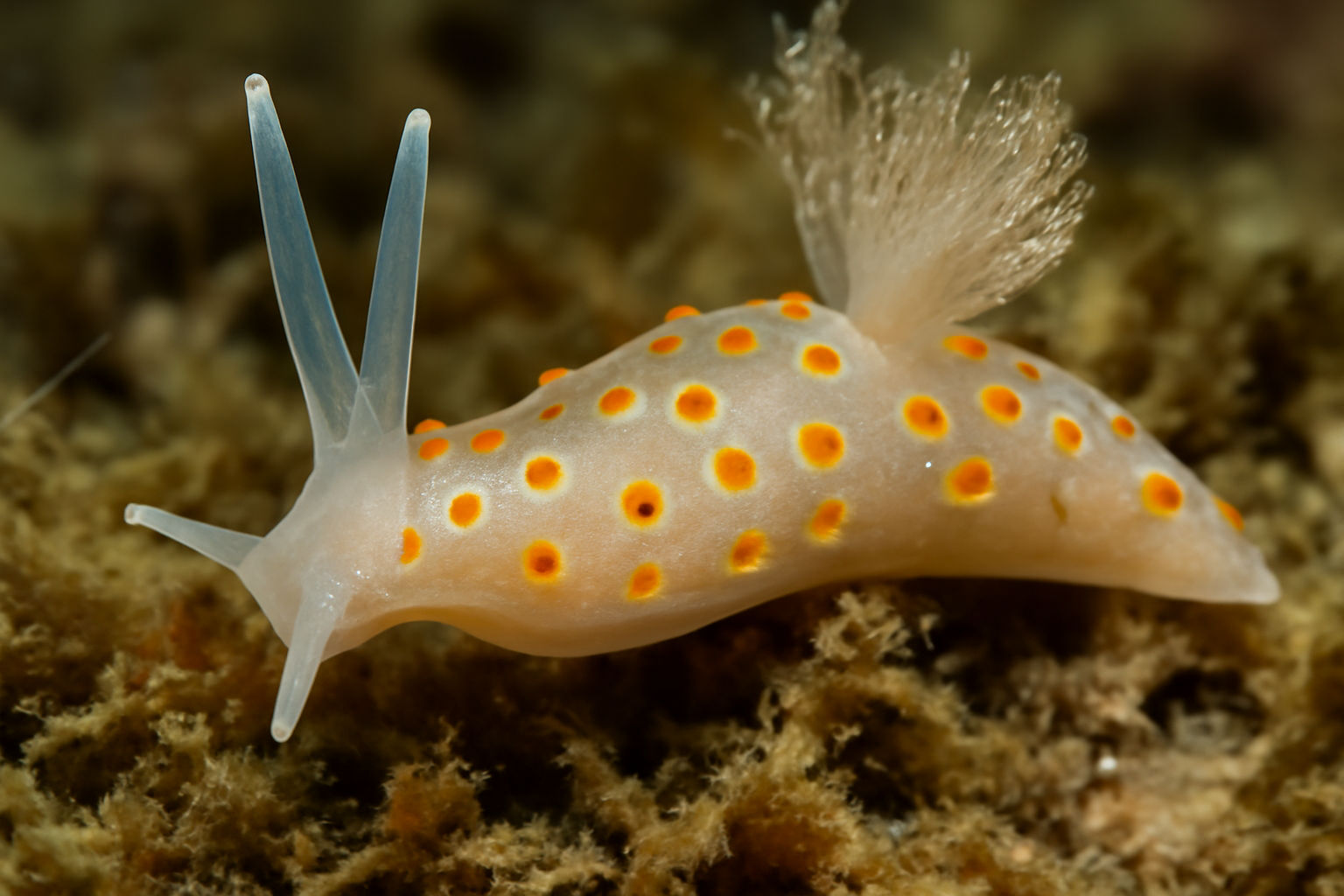 Mediterranean ponderocucullella