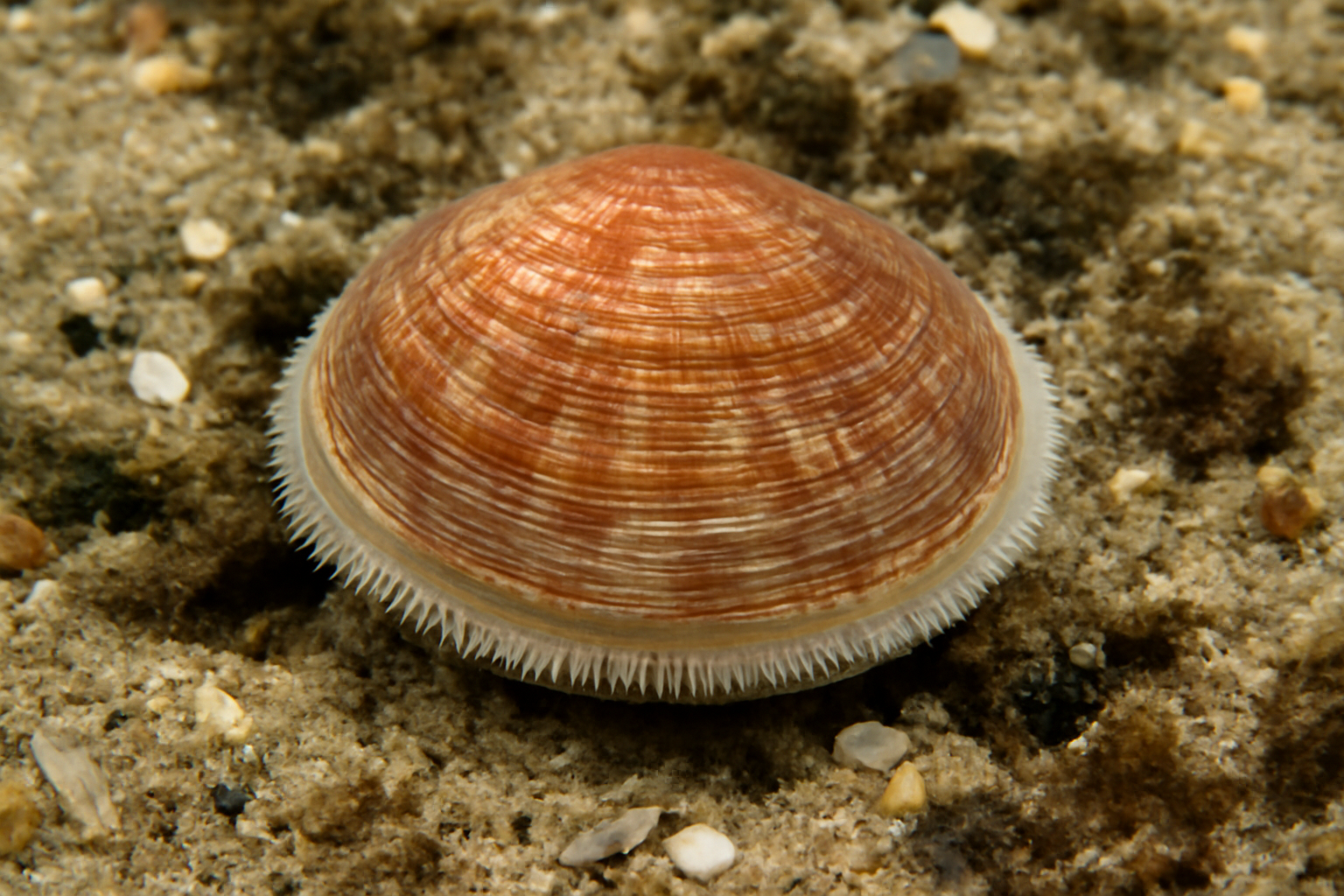 Bittersweet Clam