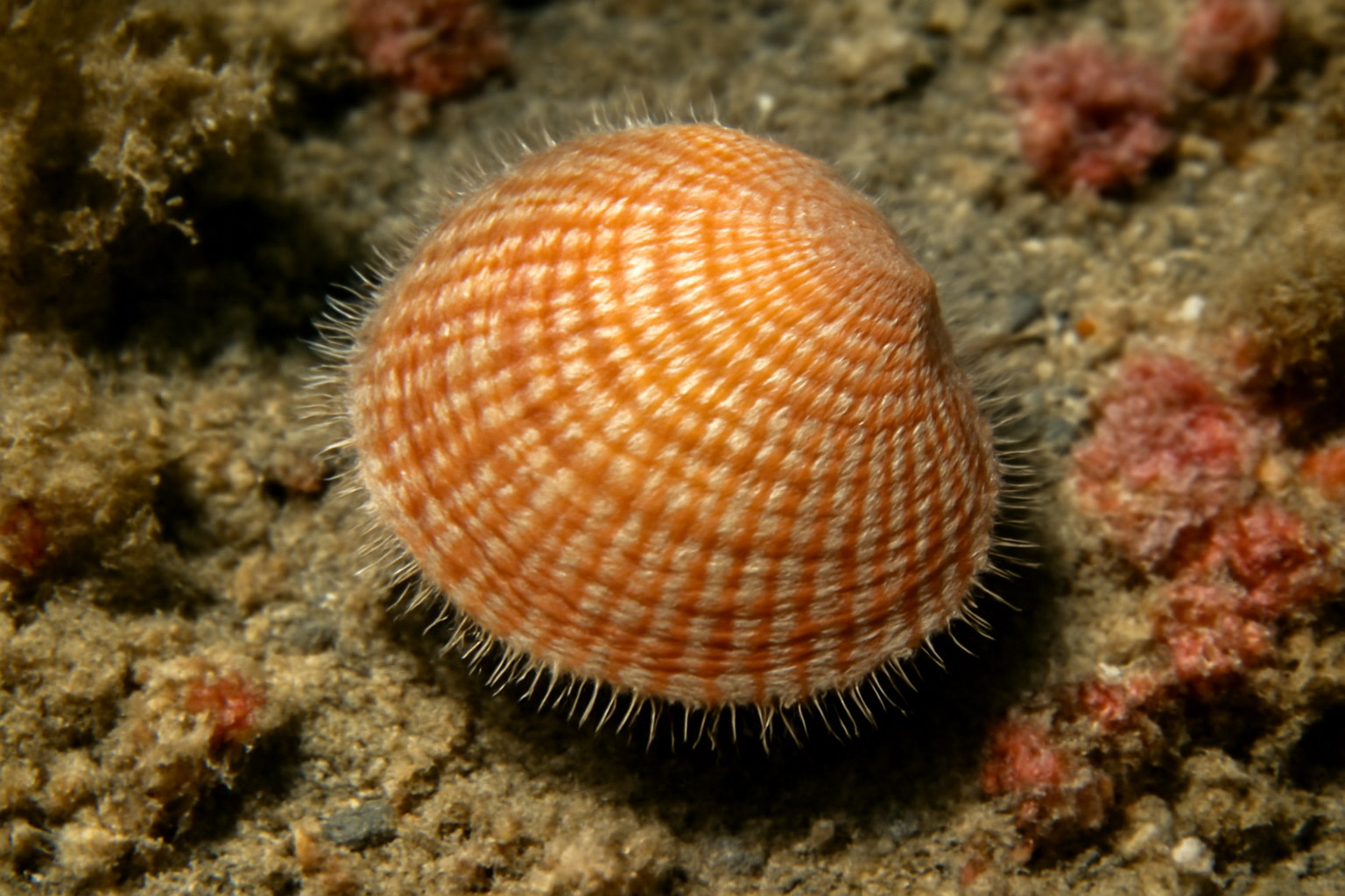 Marine Bittersweet