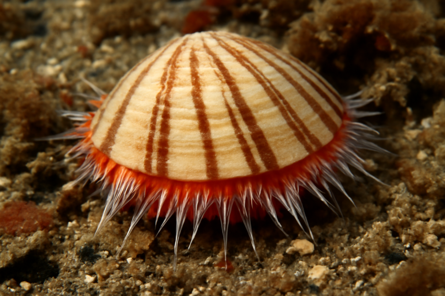 Japanese Striped Bittersweet