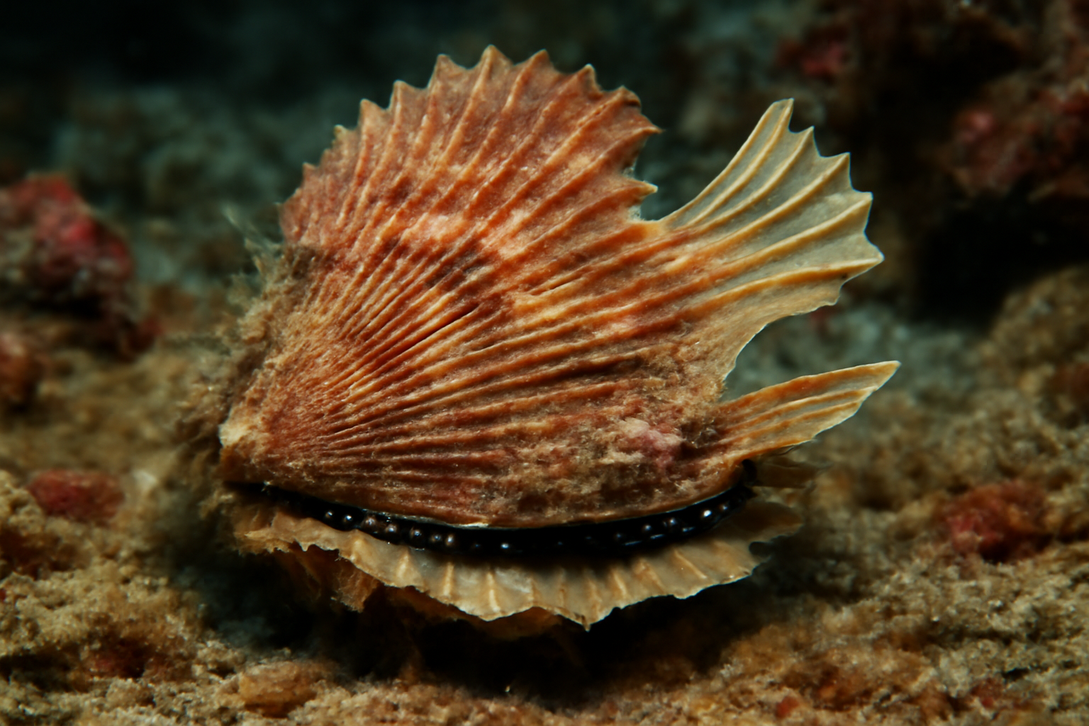 Atlantic Winged Oyster