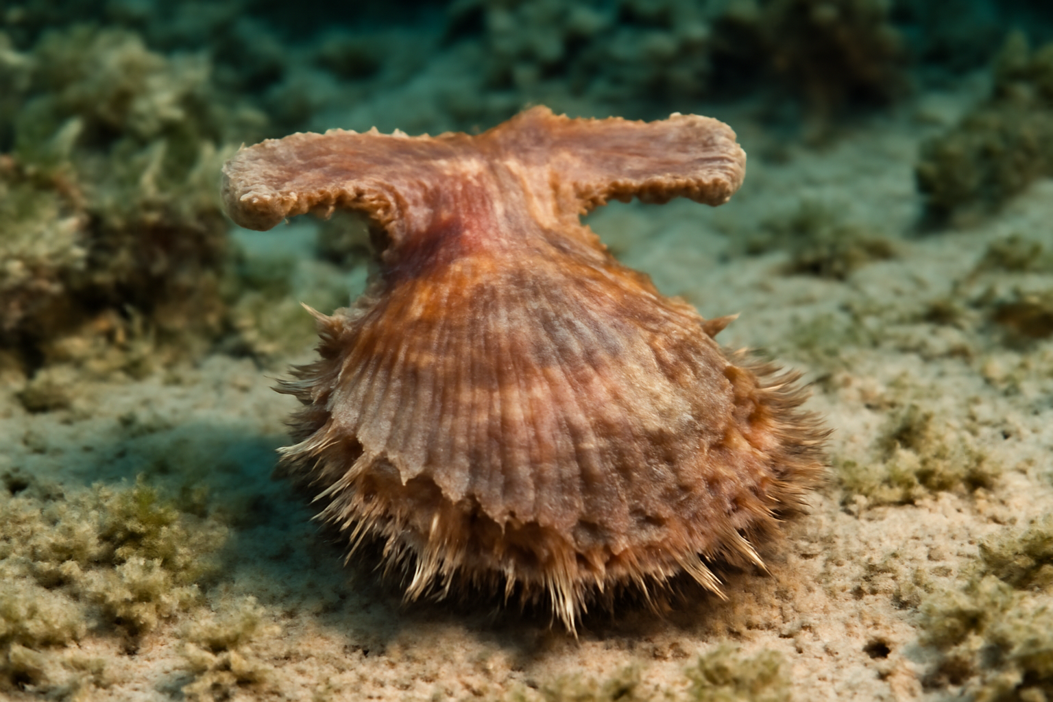 Hammer oyster