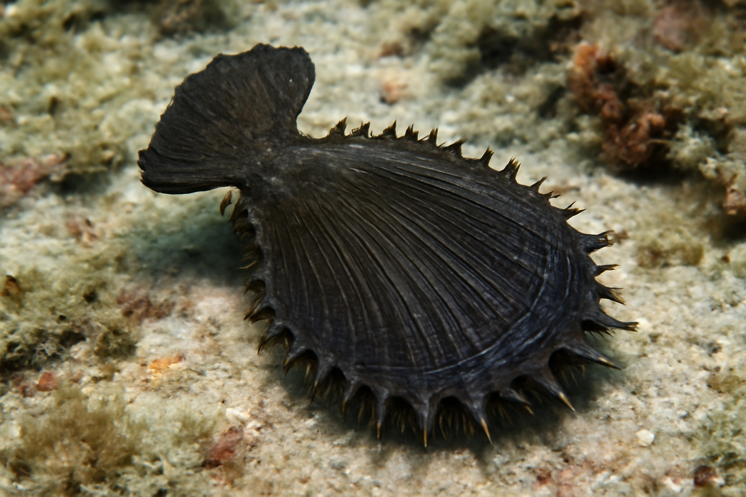 Black hammer oyster