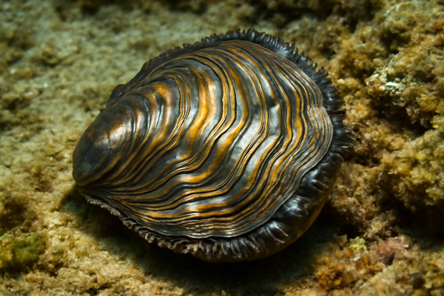 Bronze Electrum Oyster