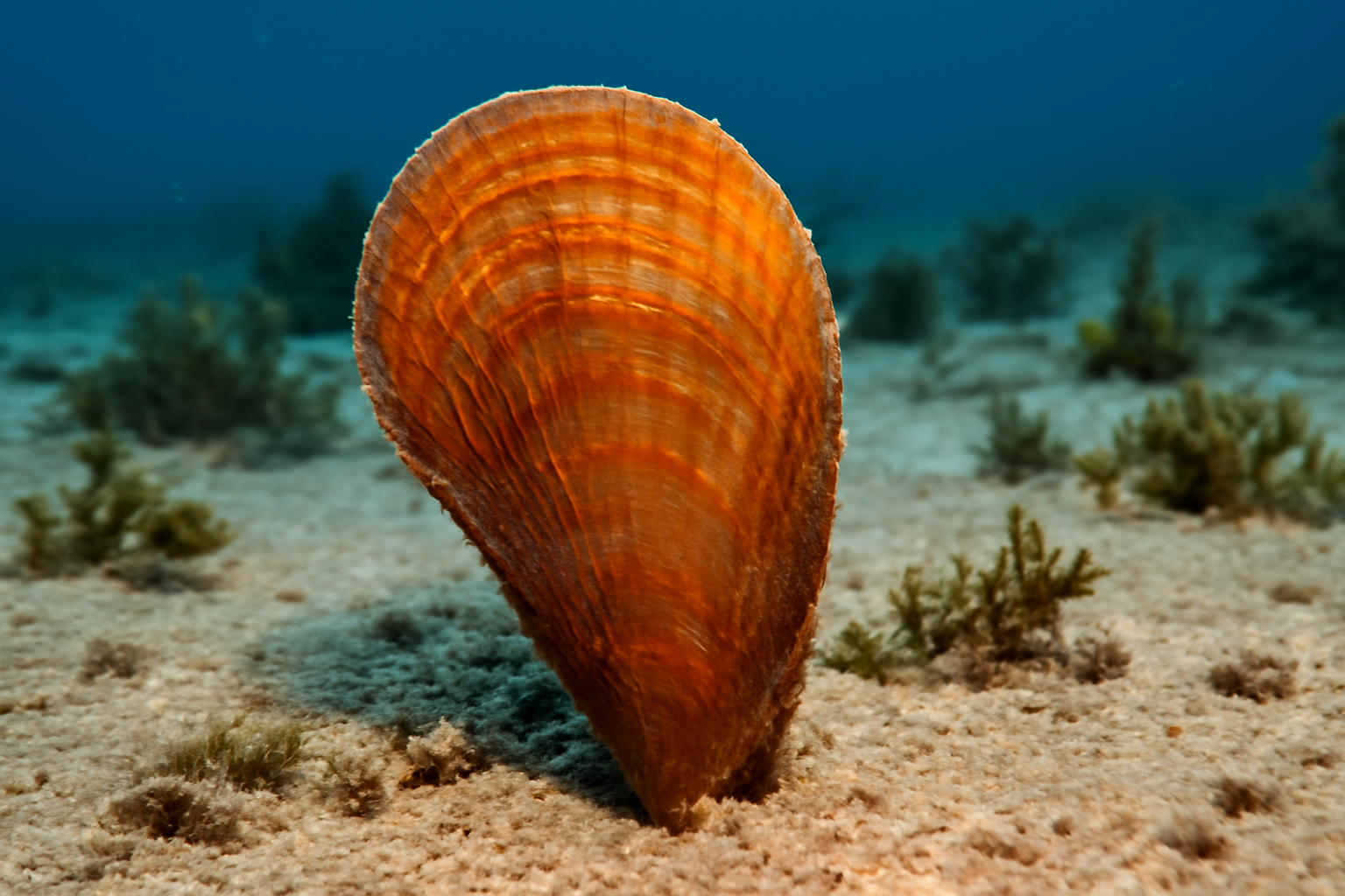 Amber pen shell