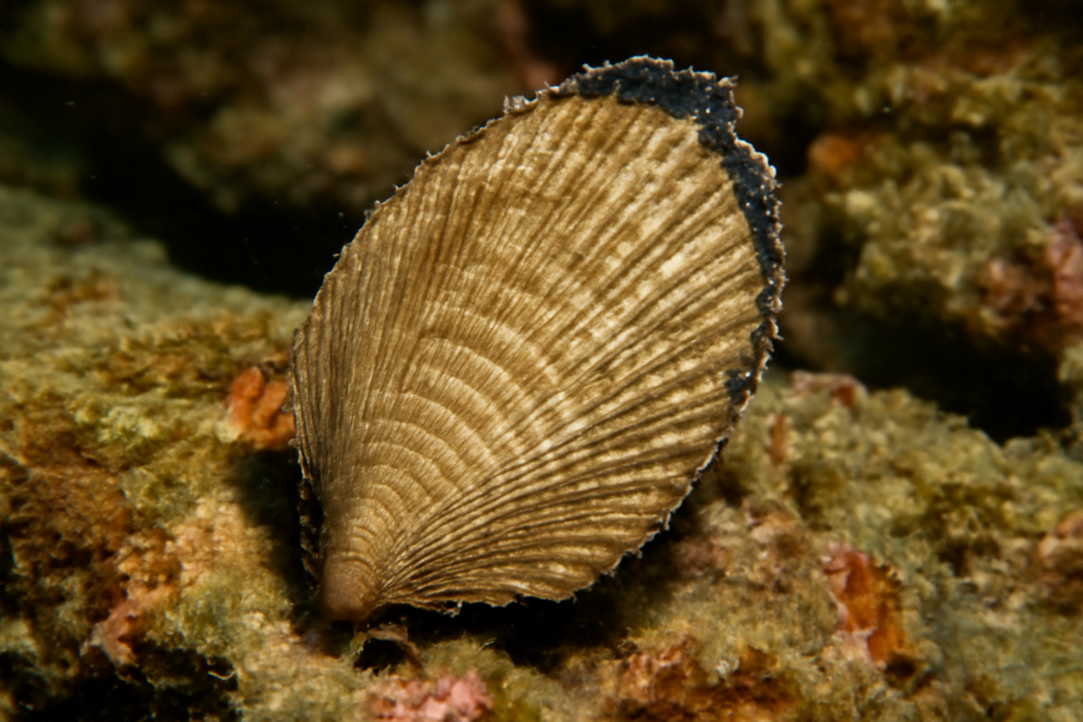Pacific Isognomon