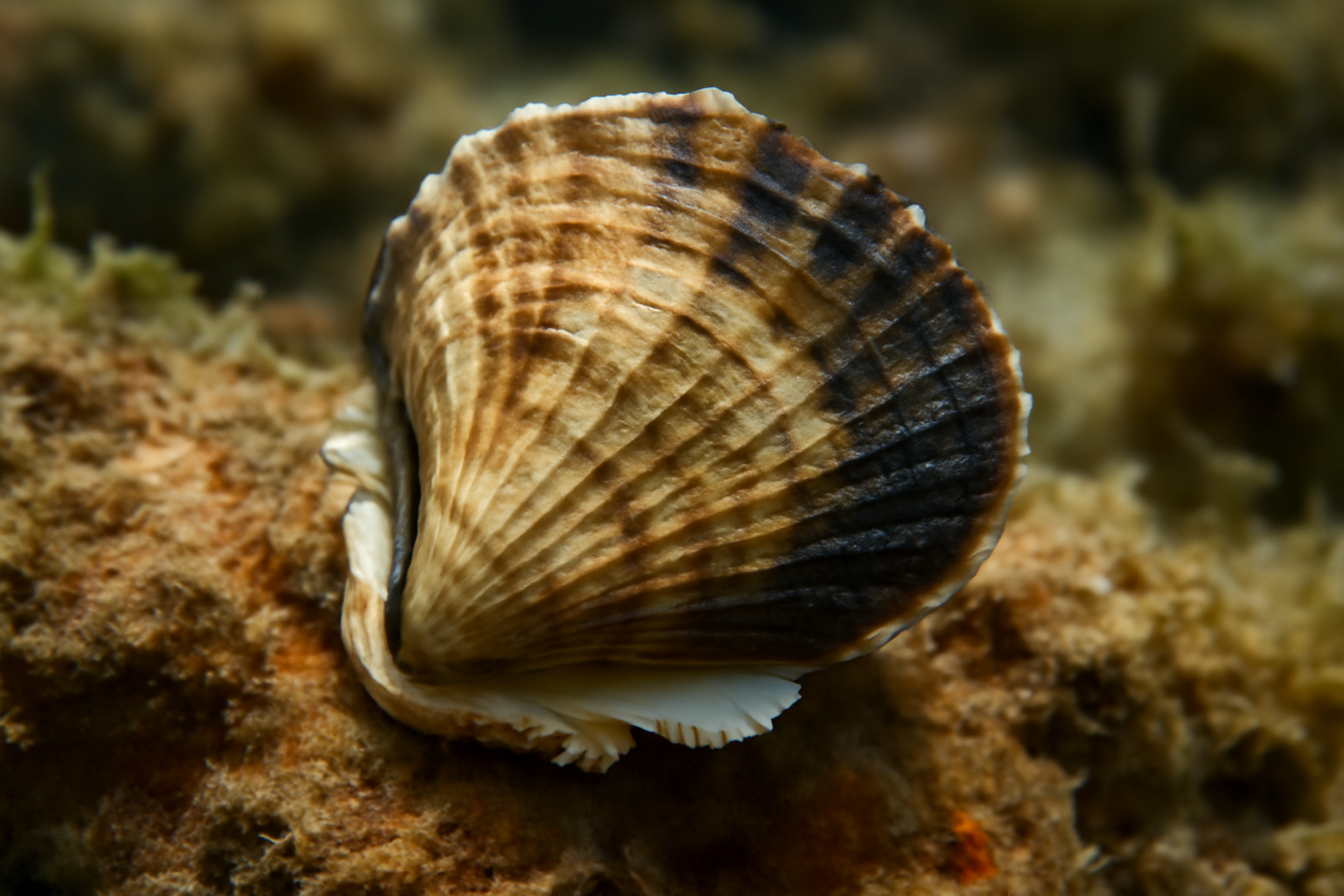Atlantic Isognomon