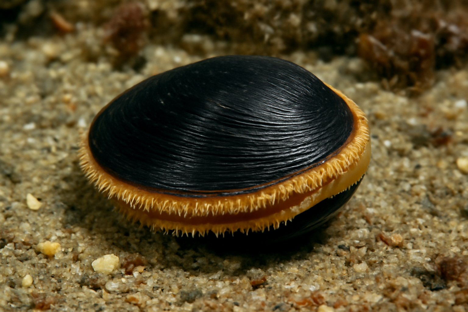 Black lantern clam