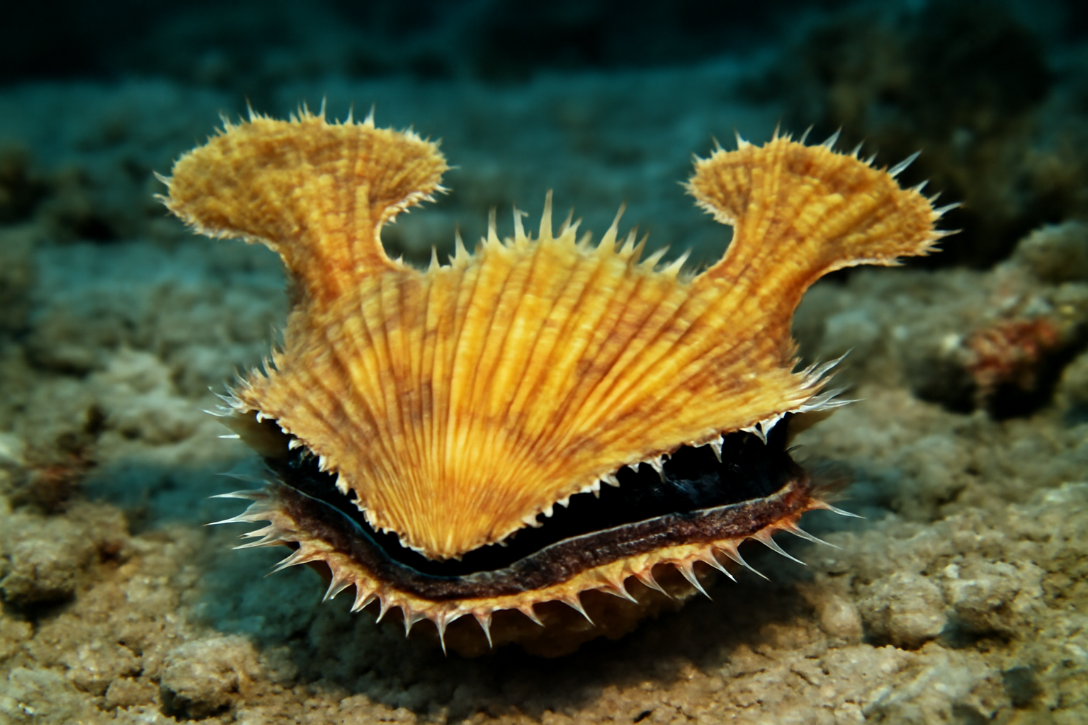 Regal Hammer Oyster