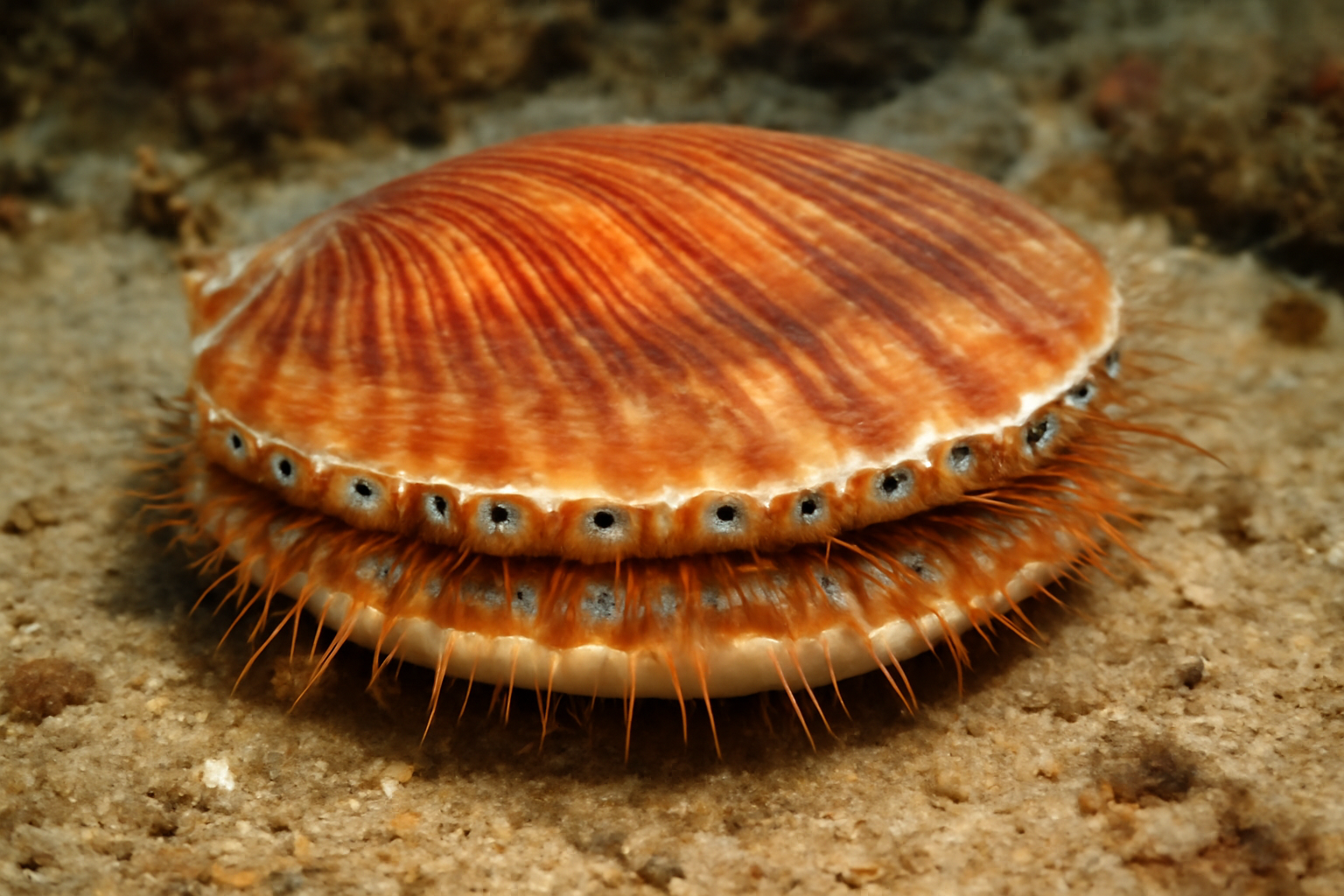 Asian Moon Scallop