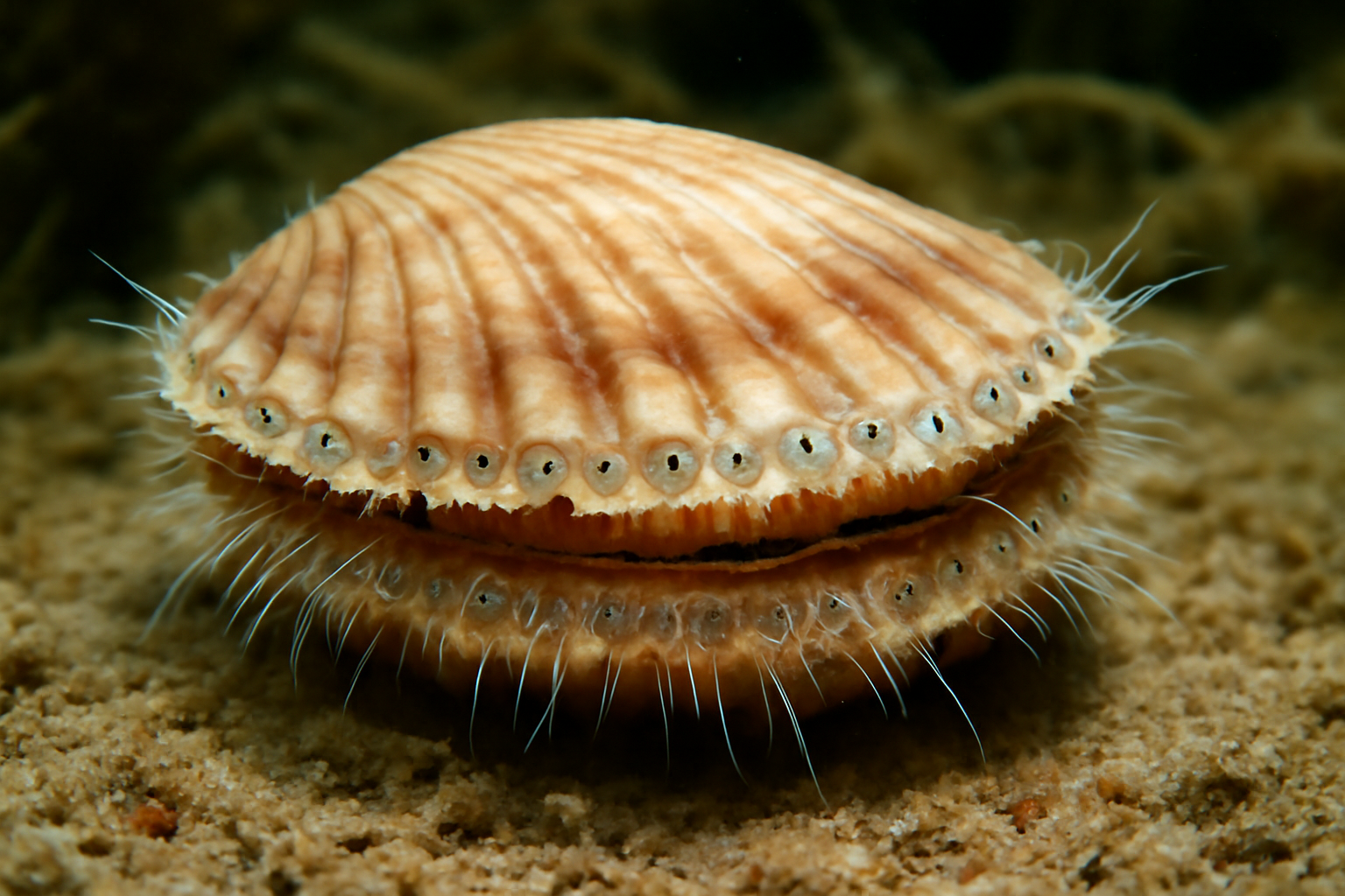 Atlantic Moon Scallop