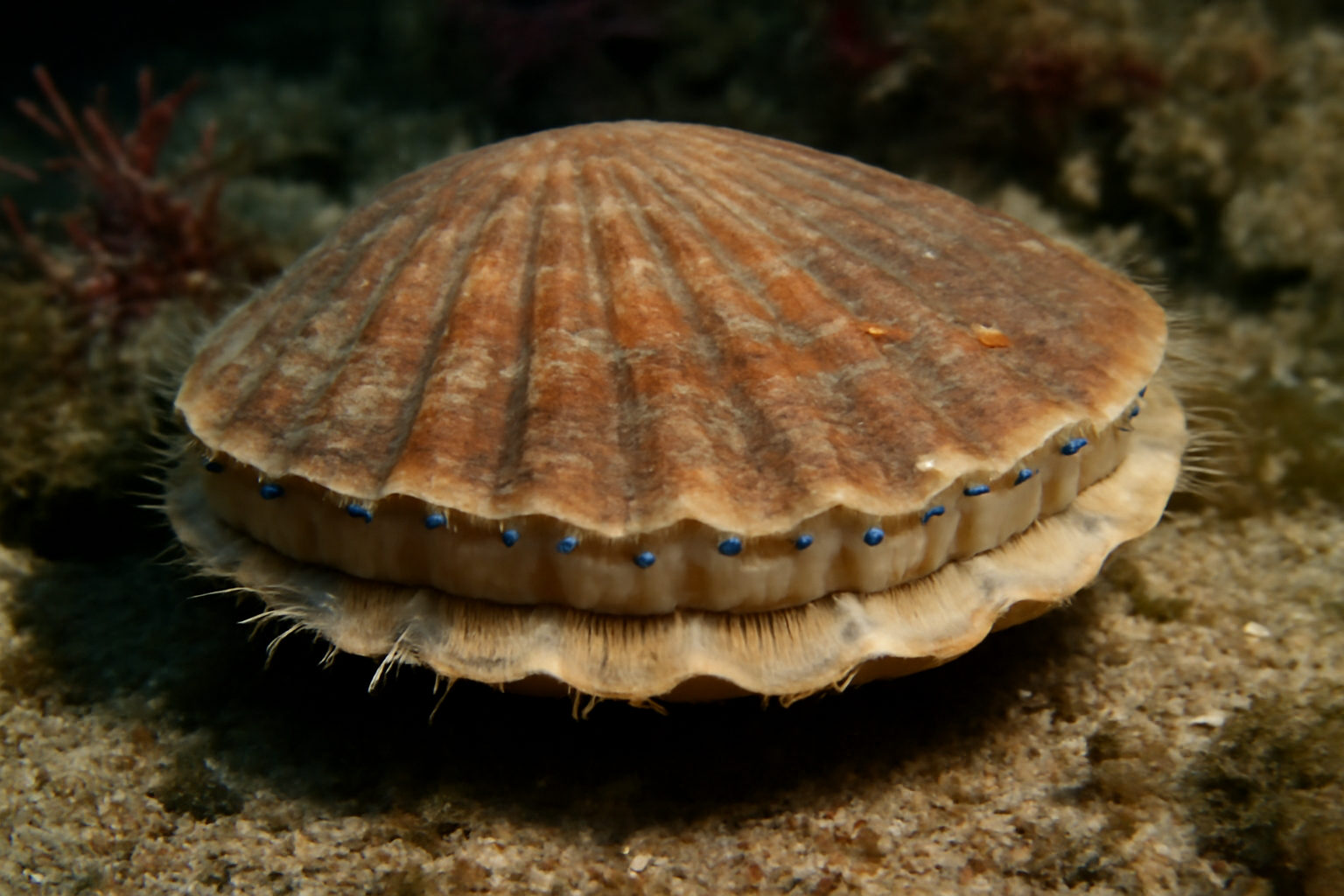Iceland Scallop