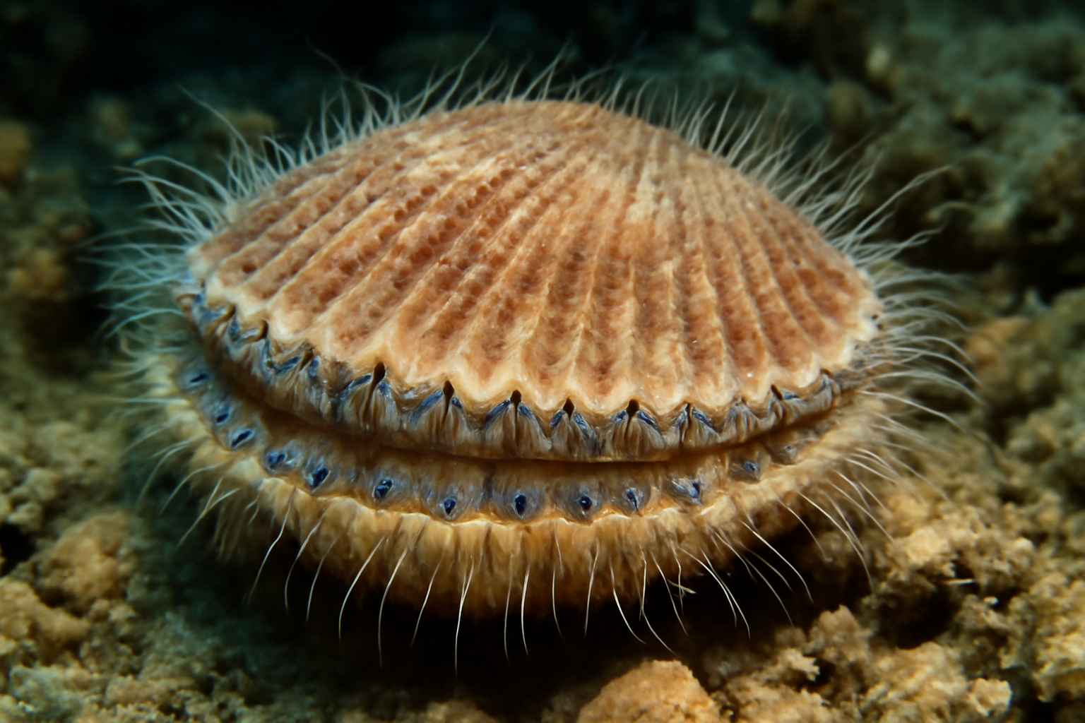 Thread Scallops