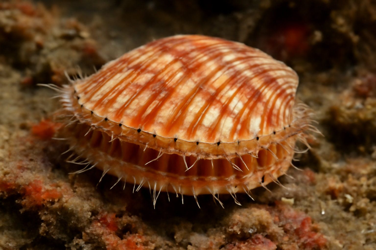 Striped Thread Scallops