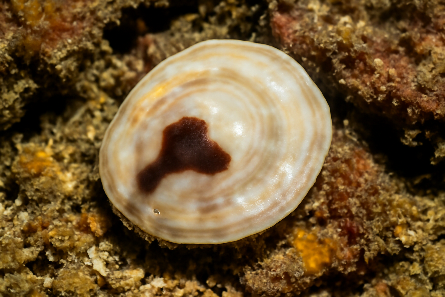 Atlantic Saddle Oyster
