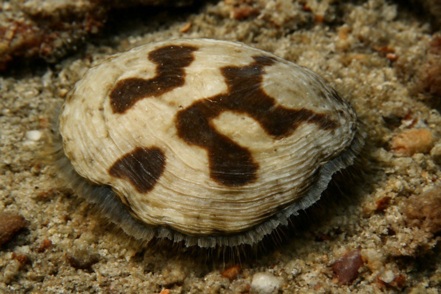 Pacific Saddle Oyster