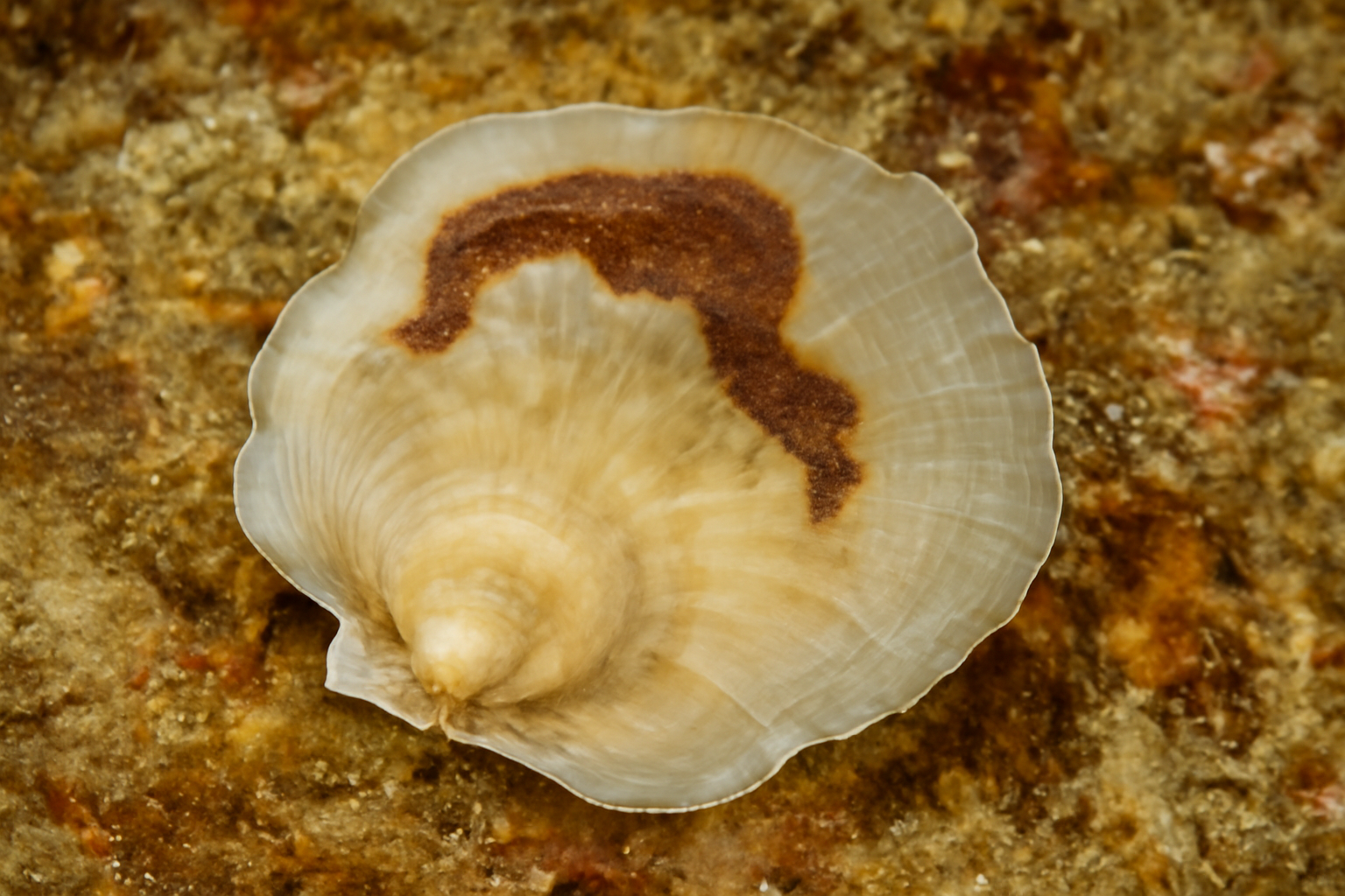 Indian Saddle Oyster