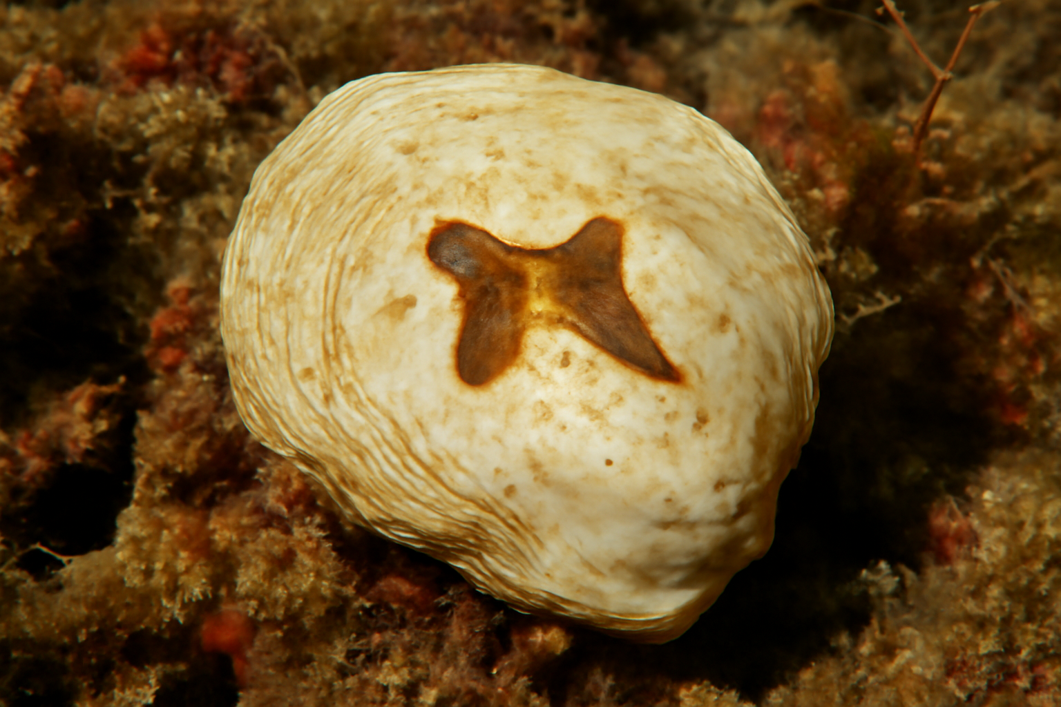 Mediterranean Saddle Oyster