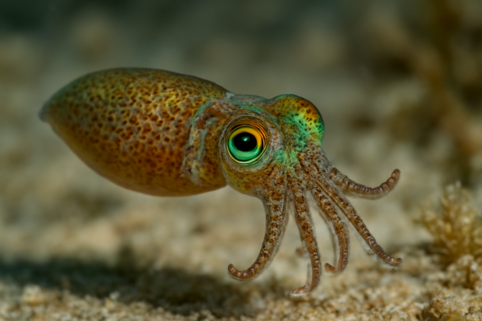 Variable Pygmy Squid