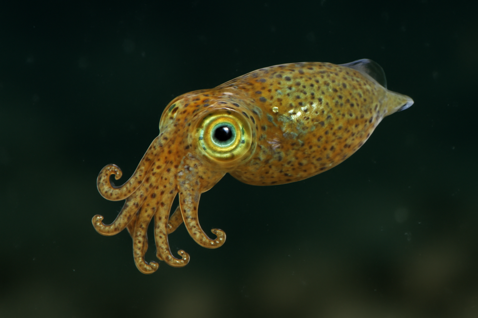 Dwarf Pygmy Squid