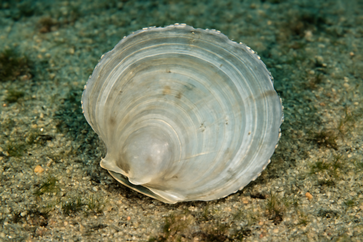 Windowpane Oyster