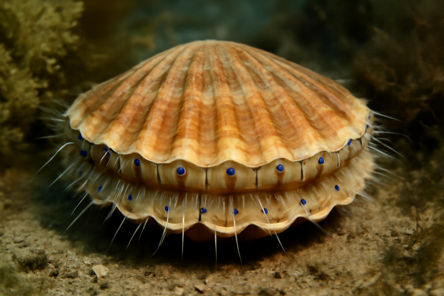 Queen Scallop