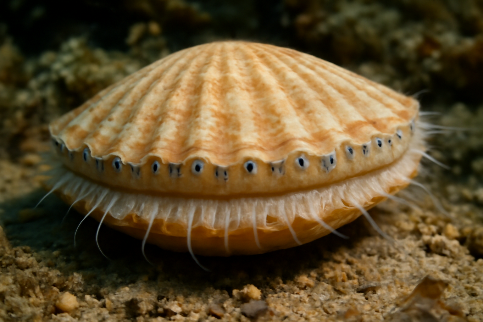 Princess Scallop