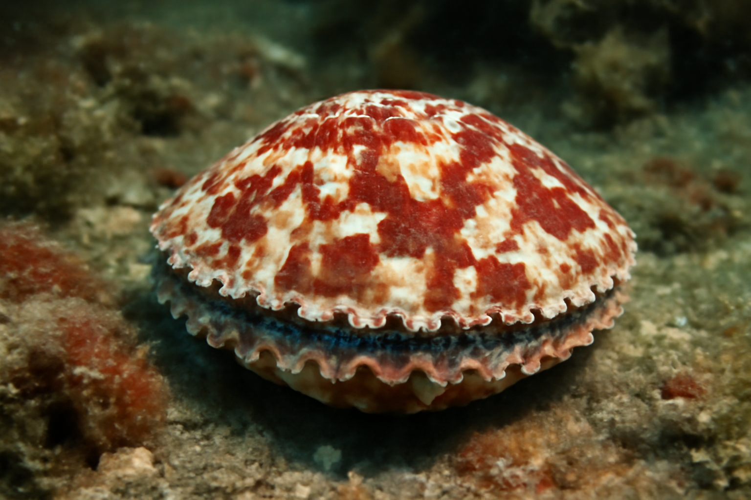 Atlantic Calico Scallop