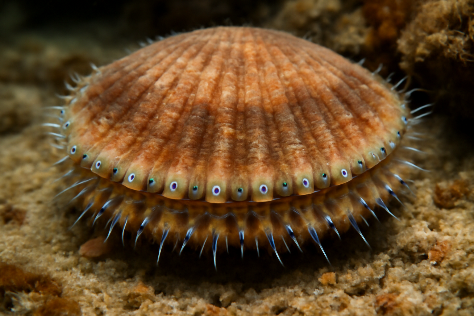 Circle Scallop