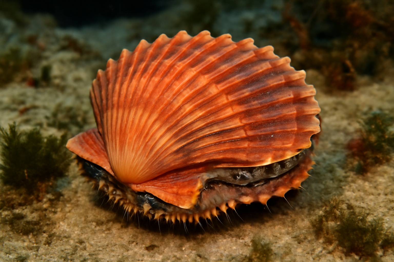 Lion's Paw Scallop