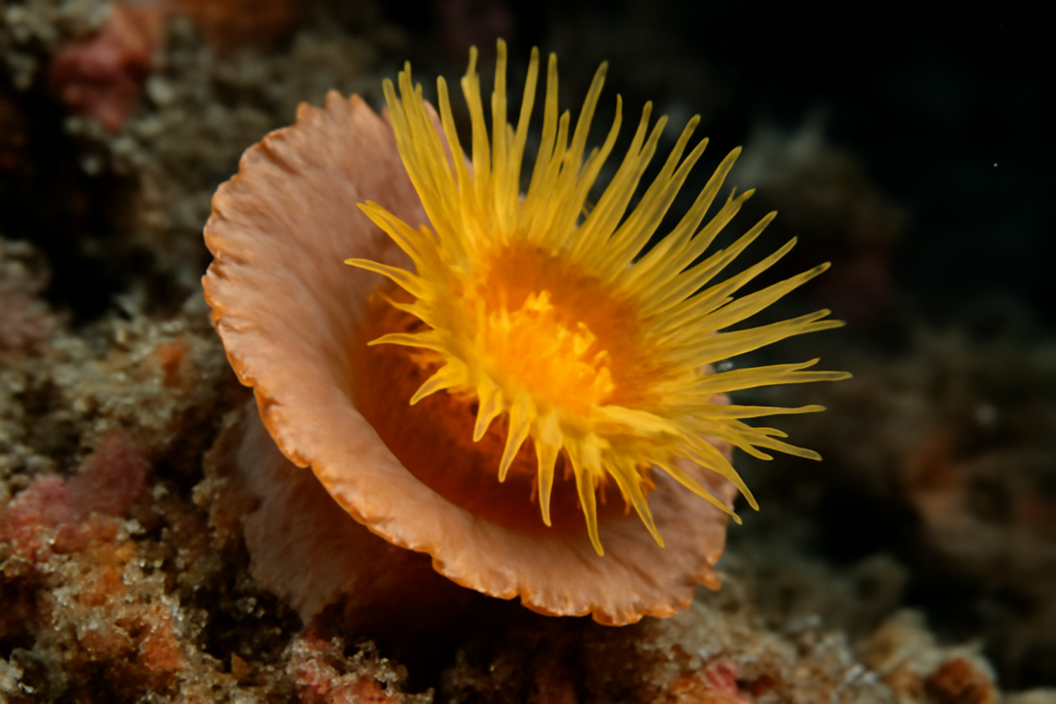 Cockscomb Cup Coral