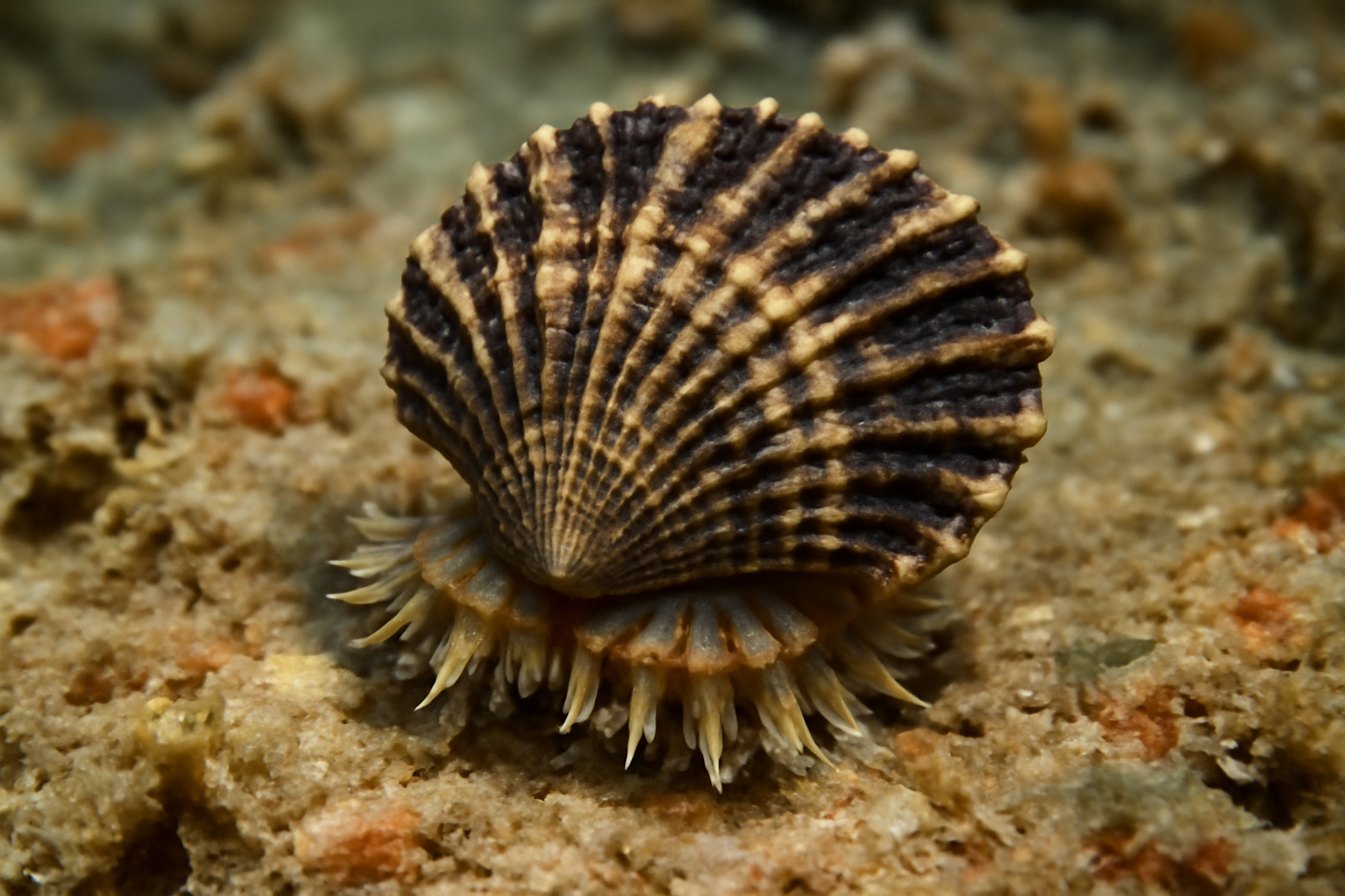 Hawk's Wing Seashell