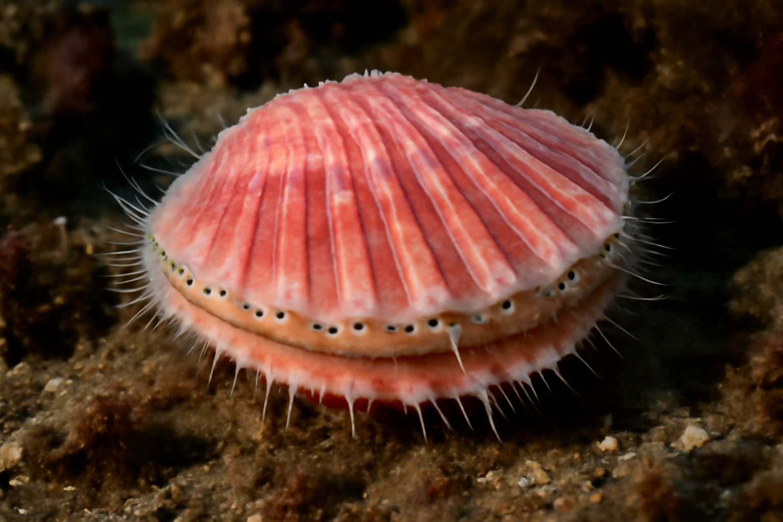 Pink Scallop