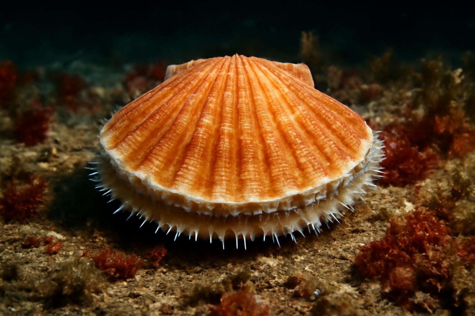 Adamussium Scallop