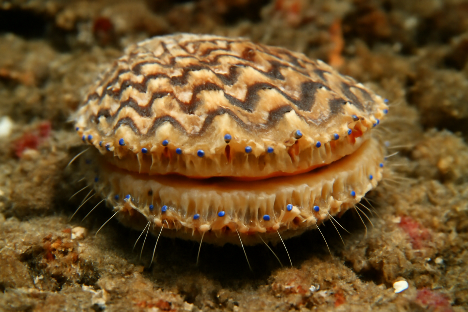 Zigzag Scallop