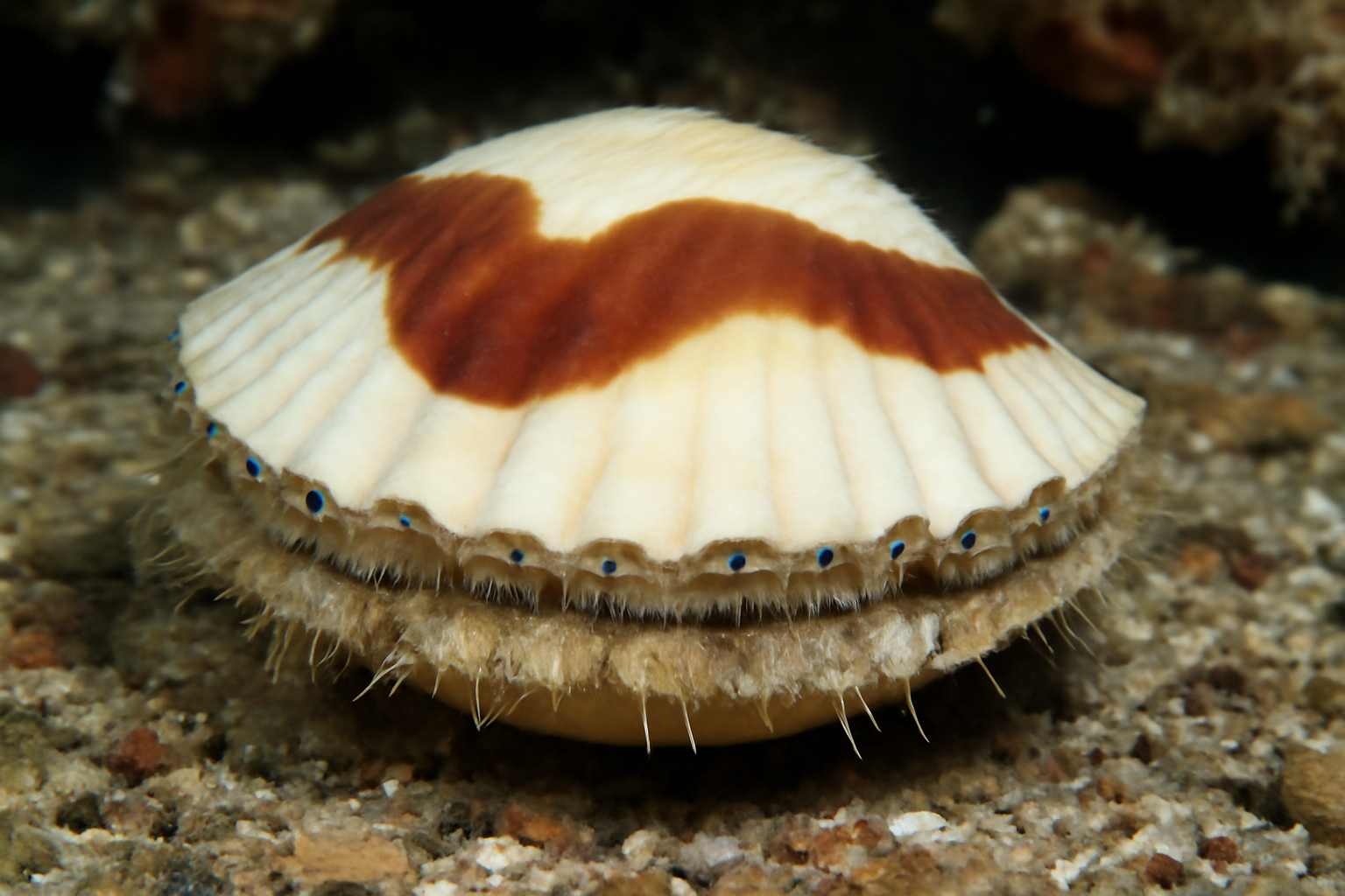 Saddleback Scallop