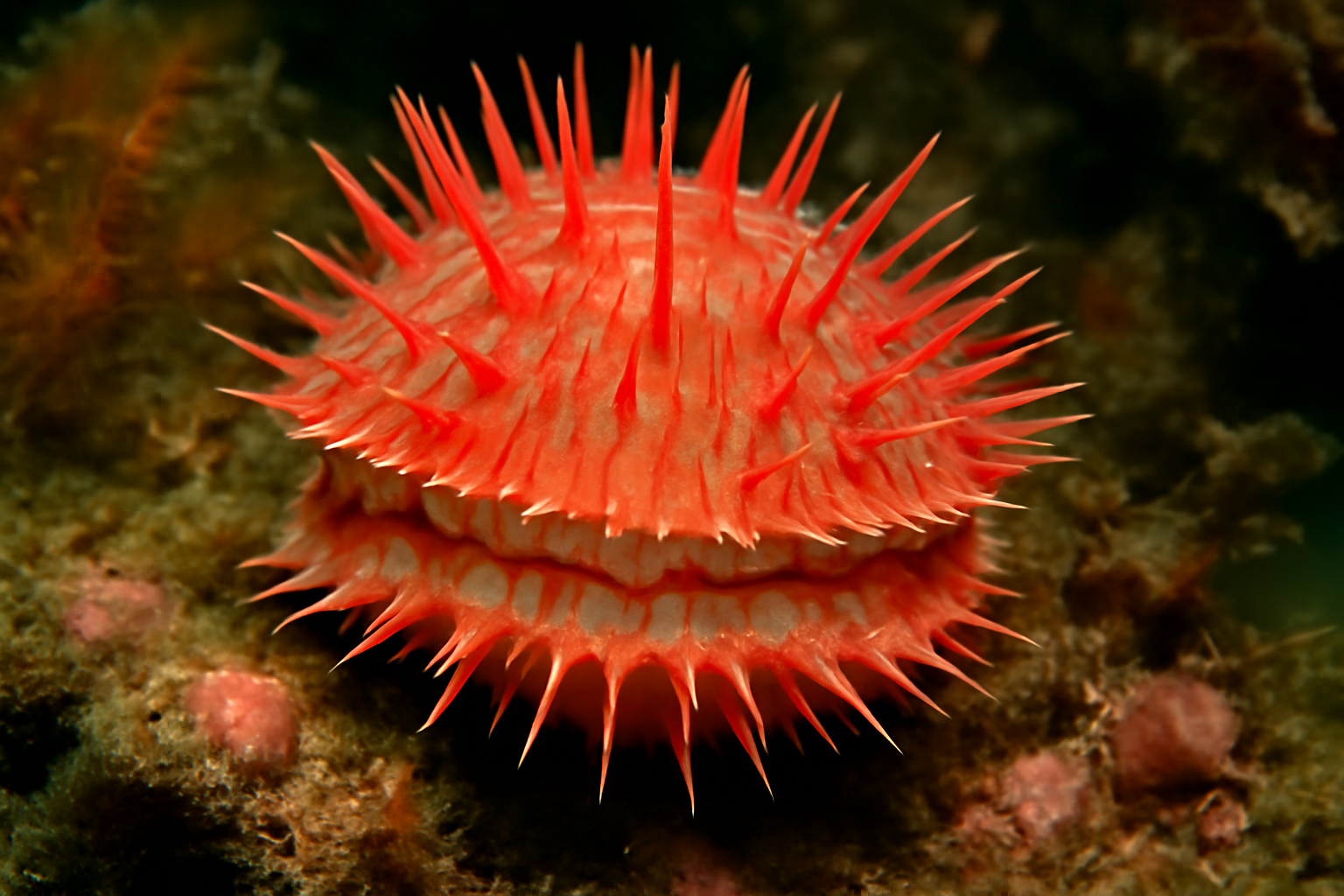 Spiny Pink Scallop