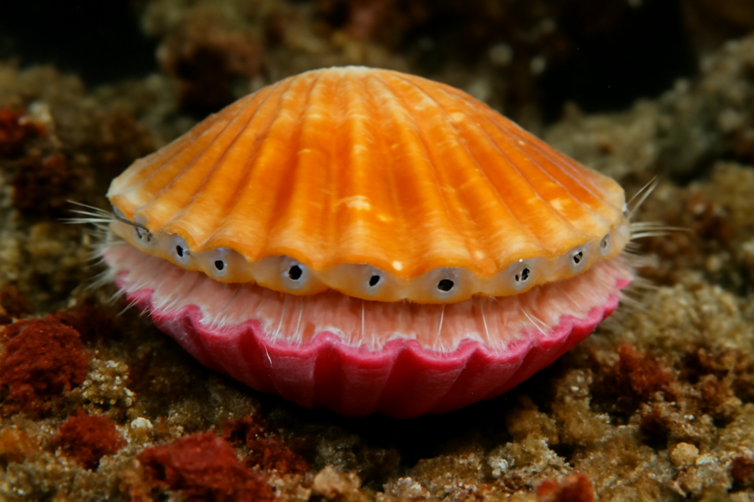 Hawaiian Pink Scallop