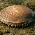 American Sun Clam