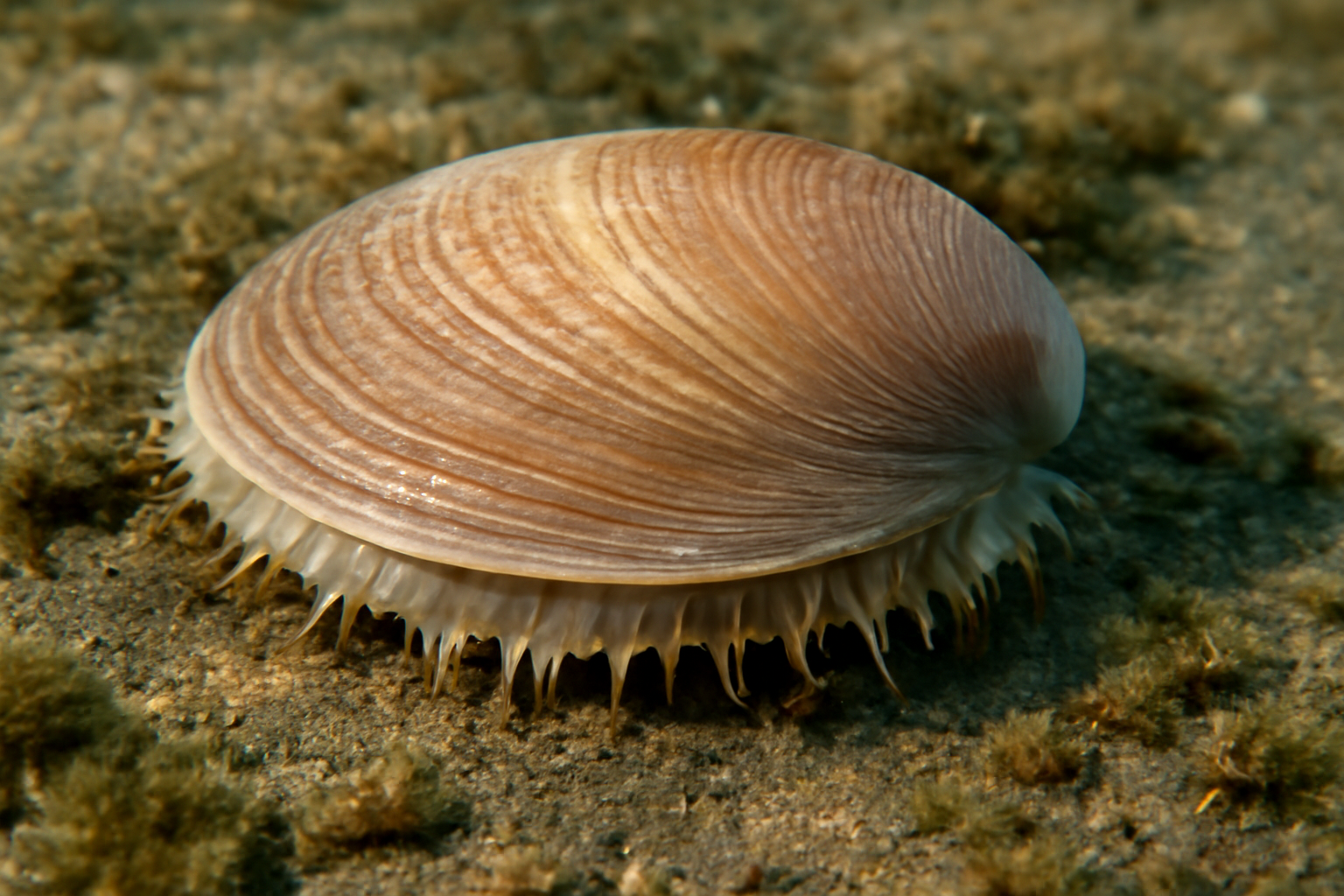 American Sun Clam