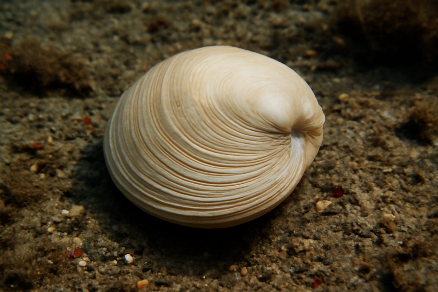 Arctic Dosinia