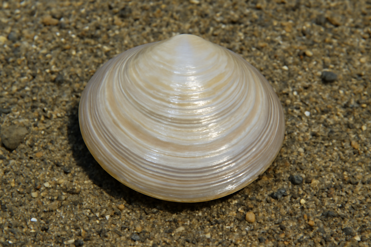 Lustrous Dosinia